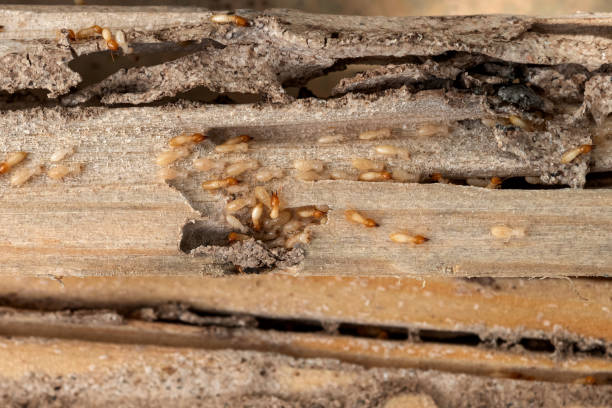 Best Cockroach Control Services  in Blackville, SC