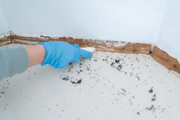 Best Exterminator Services  in Blackville, SC